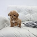 퍼피메이트 안심분양센터 동탄 강아지분양 이미지