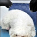 곰탱이 Daum카페