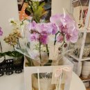 온화앤유 | <부천 신중동> 온화앤유 꽃 | 서양란 구입 후기