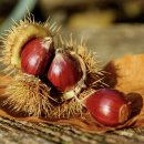 먹어볼래 이미지