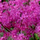 비너스타 이미지