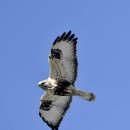 호곡리의 털발말똥가리(Rough-legged Buzzard) 이미지