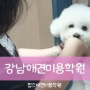 킴스애견미용실 네이버블로그