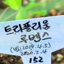 트리폴리움 이미지
