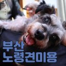 펫미장원 공감 이미지