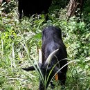 약산흑염소삼문산농장 이미지