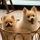 인터포레스트인 네이버블로그