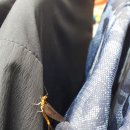 옷가게에 놀러온 곤충 - 동양 하루살이(蜉蝣) 이미지
