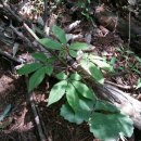 삼구사구 이미지