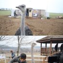 애니멀즈 이미지