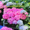 아빠와 함께 | 용인자작나무숲 경기도 용인 가볼만한곳 실시간 수국축제 수목원