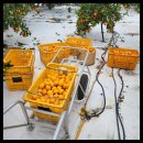 다미농장 이미지