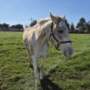 송마목장 이미지