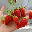 오아시스토토