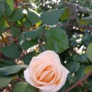 장미할인마트 이미지