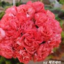 세이메드 이미지