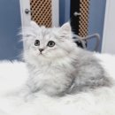 미모고양이 이미지