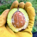 밝은빛은 어떻게 건강한 호두를 기를까요? 자연과 공존하는 지속 가능한 농사 이야기(경북 예천 호룽지)