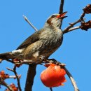 딱따구리 이미지