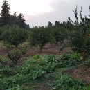 진선미농장 이미지