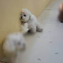 본오유치원 | 소소한 일상을 핑계로 작성한 미용실 후기