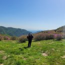 경남 합천, 황매산 철쭉 축제(개화상황, 주차, 먹거리)
