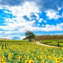 연천 호로고루 통일바라기 해바라기 축제 경기도 꽃구경 가볼만한곳 이미지