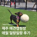 일랑일랑 애견캠핑 인제주 | 제주 애견 캠핑장 솔직 후기｜애월 일랑일랑 개별 울타리 + 반려견 운동장까지!