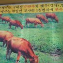동광한우