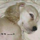 앙 이미지
