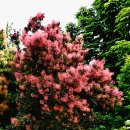 중국과 남부유럽에서 정원수로 가꾸는 안개나무(Cotinus coggygria Scop.) 이미지