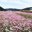 하동 가볼만한곳 북천 코스모스 축제 기차여행 이미지