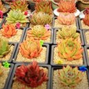 박종남농장 이미지