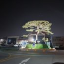 소나무도서관 이미지