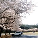 4월21일 제천 비봉산 벚꽃산행(완전초급) 이미지