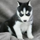 캐터리 플러스 이미지