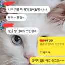 연미소관 이미지
