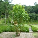 지혜의 나무 이미지