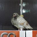 비둘기밧데리 이미지