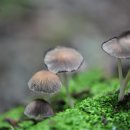 불교경전 : 제 8. 밀교경전