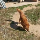 까치말진돗개농장 이미지