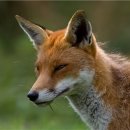 늑대와 여우 이미지