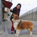 복슬강아지 이미지