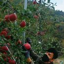 분천1리 이미지