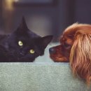 개와 고양이 이미지