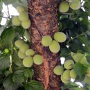 함박골마을 이미지