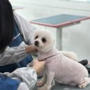 애견미용 이미지