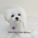 마릴린펫 이미지