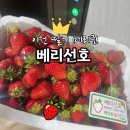 이천농장 | 이천 대월면 베리선호 딸기 파지 구매 후기, 가성비 좋은 이천 딸기농장 내돈내산