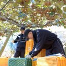 박수세번시작 Daum카페
